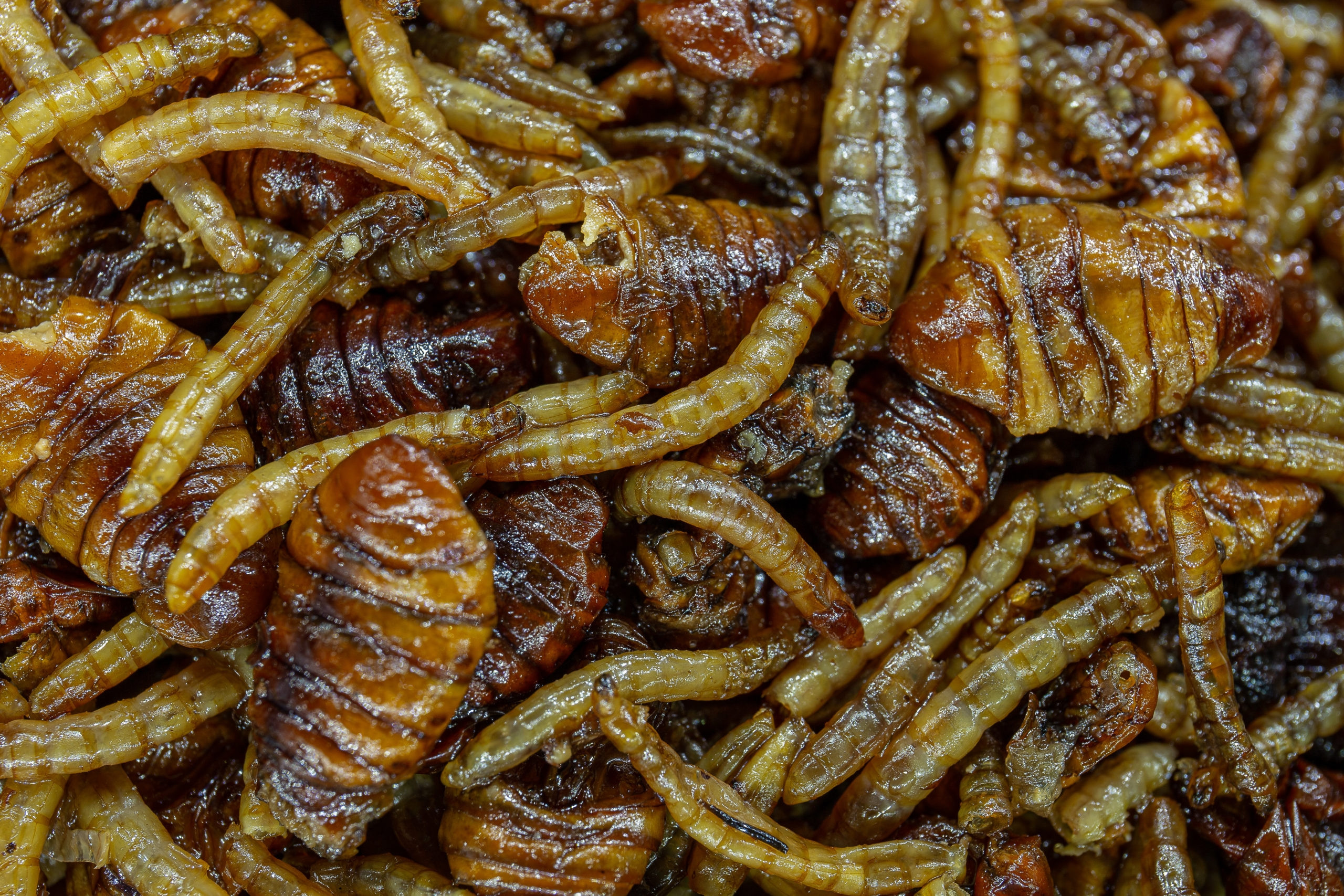 My-Baits Destruction Insects - PVA friendly & Ready to Use 1,5L